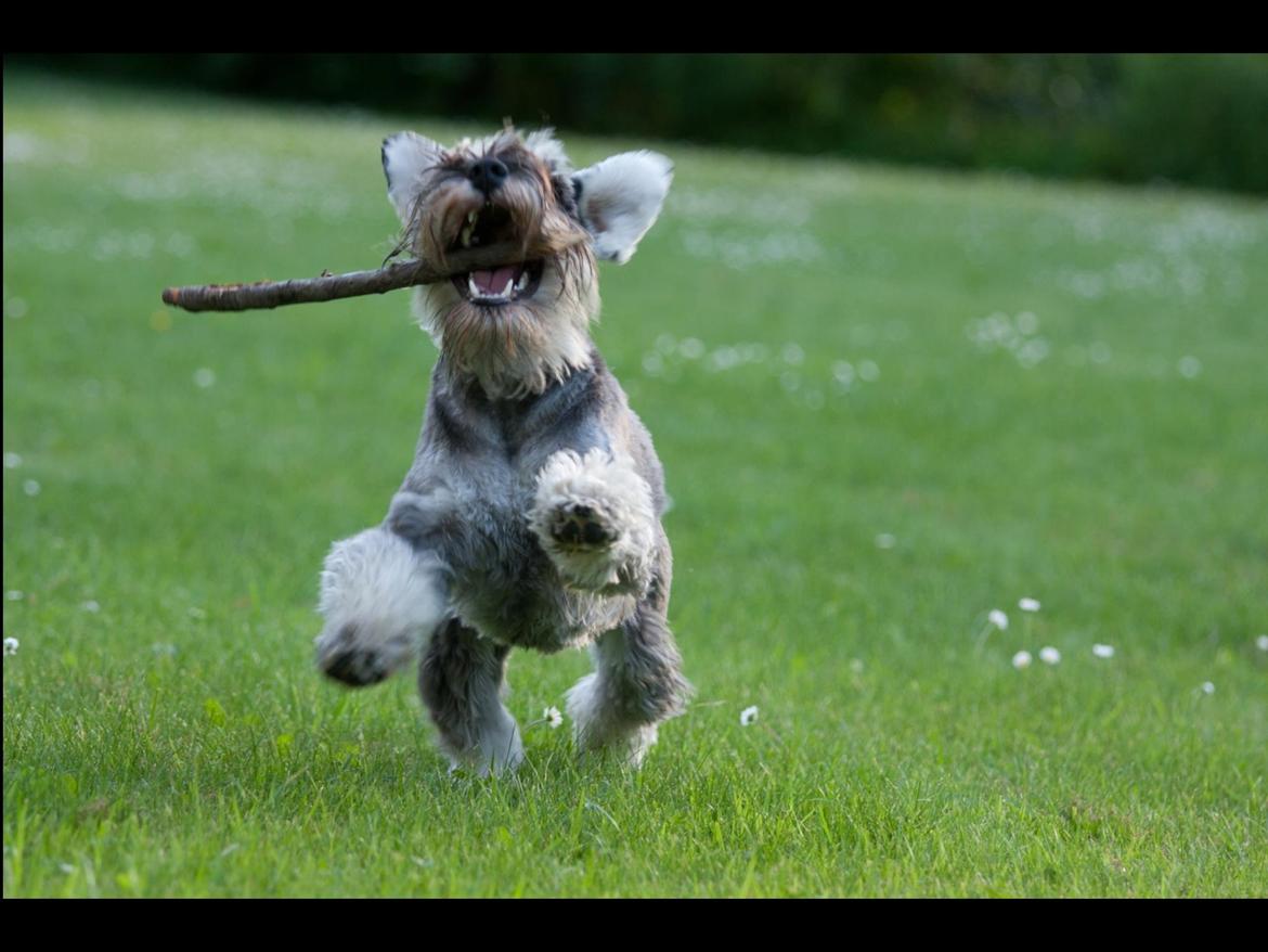 Dvaergschnauzer Bertha billede 8