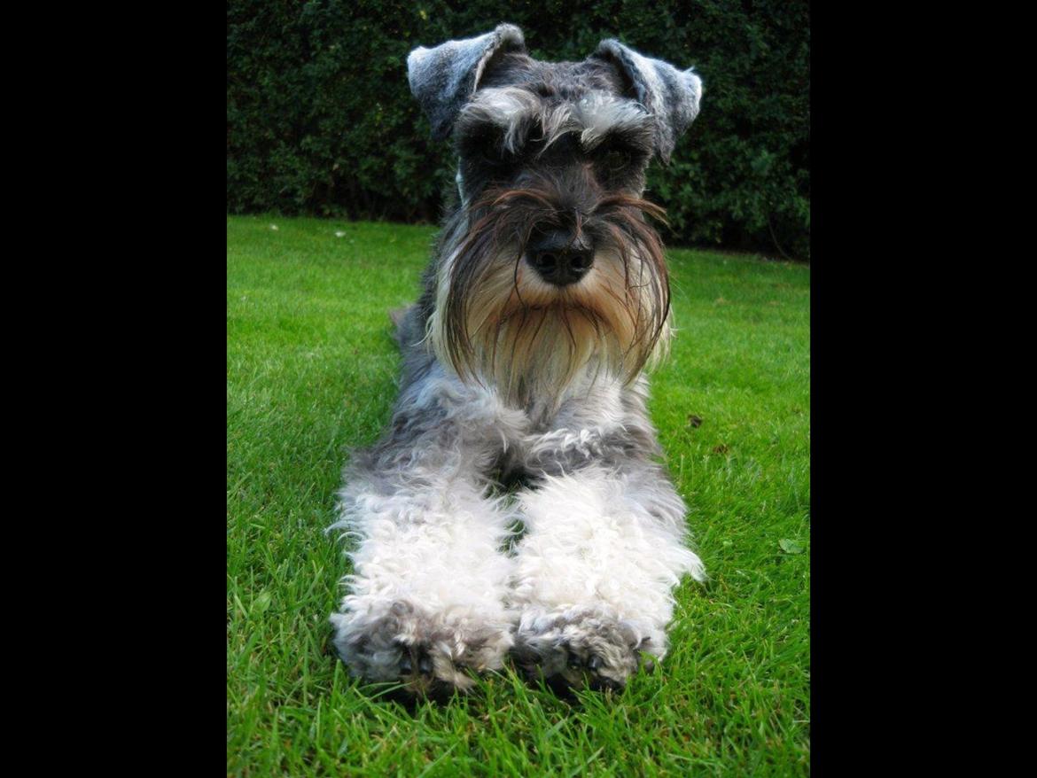 Dvaergschnauzer Bertha billede 9