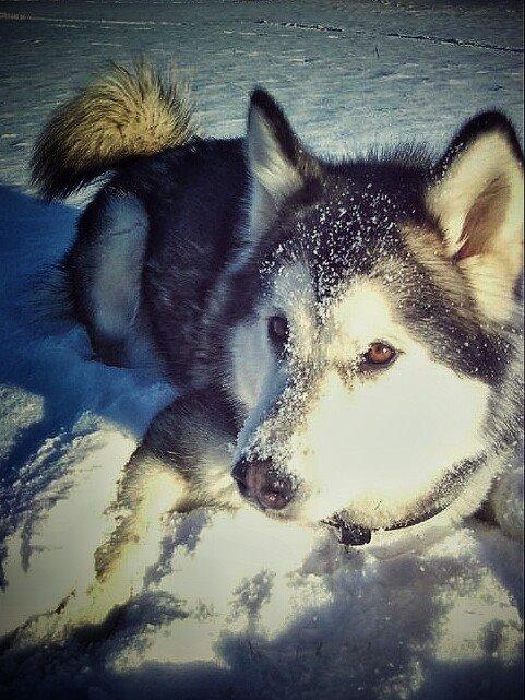 Alaskan malamute molli billede 1