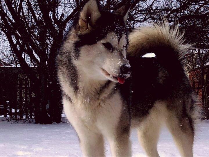 Alaskan malamute molli billede 2