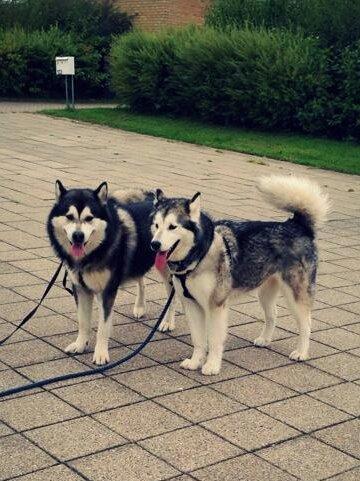 Alaskan malamute molli billede 3