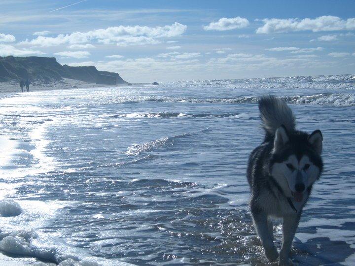 Alaskan malamute molli billede 4