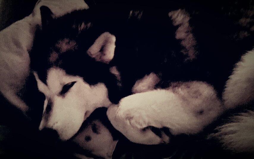 Alaskan malamute molli billede 5