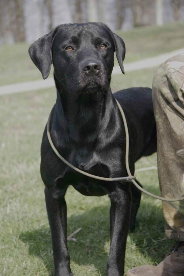 Labrador retriever Maxjans Niko billede 4