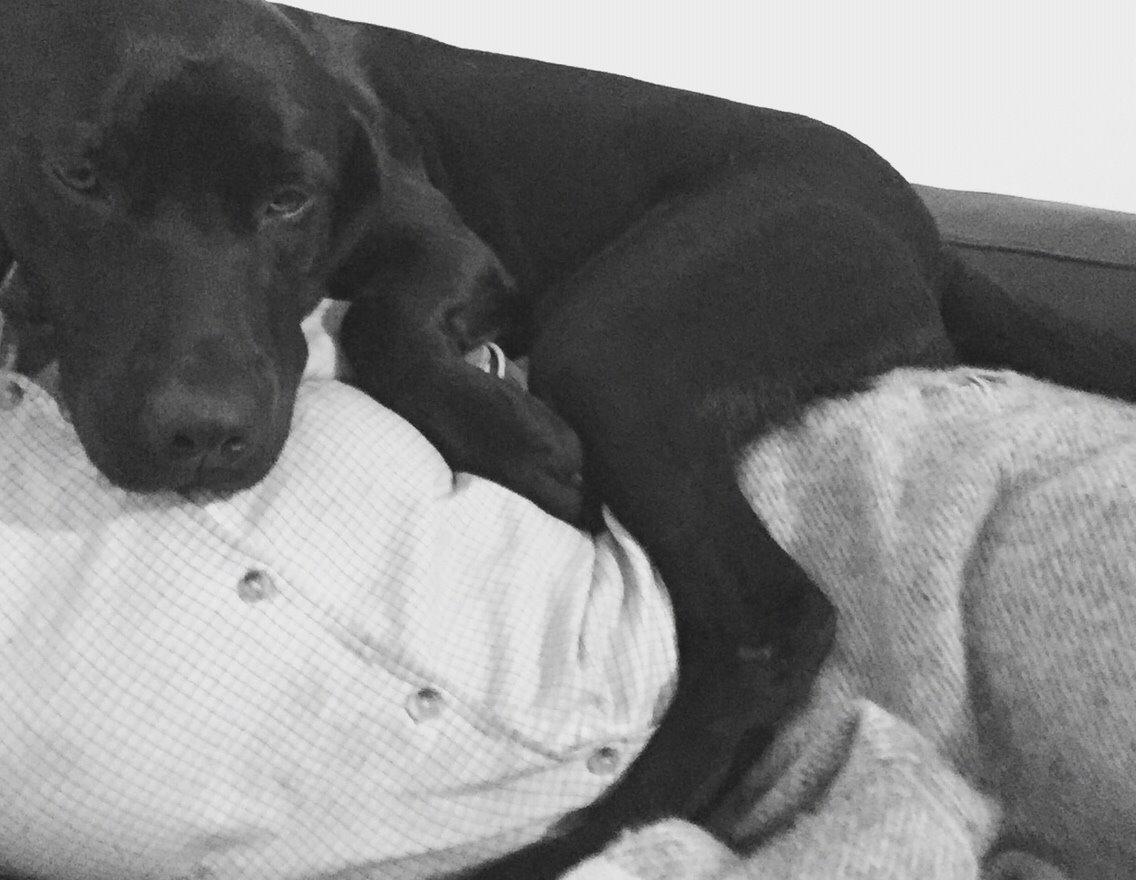 Labrador retriever Maxjans Niko billede 12