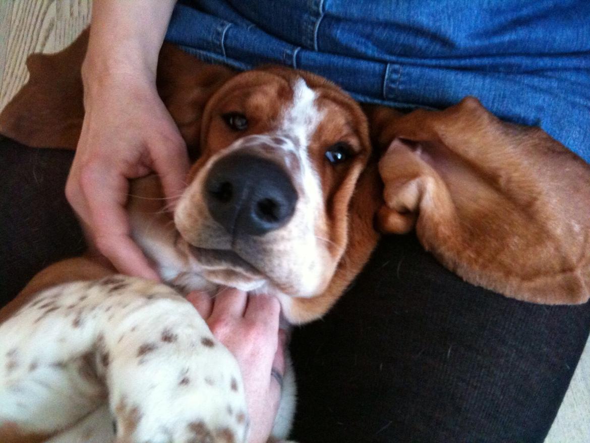 Basset hound Viggo  billede 1