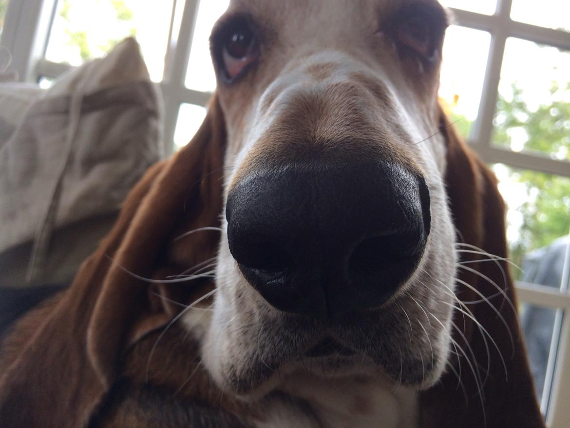 Basset hound Viggo  billede 2