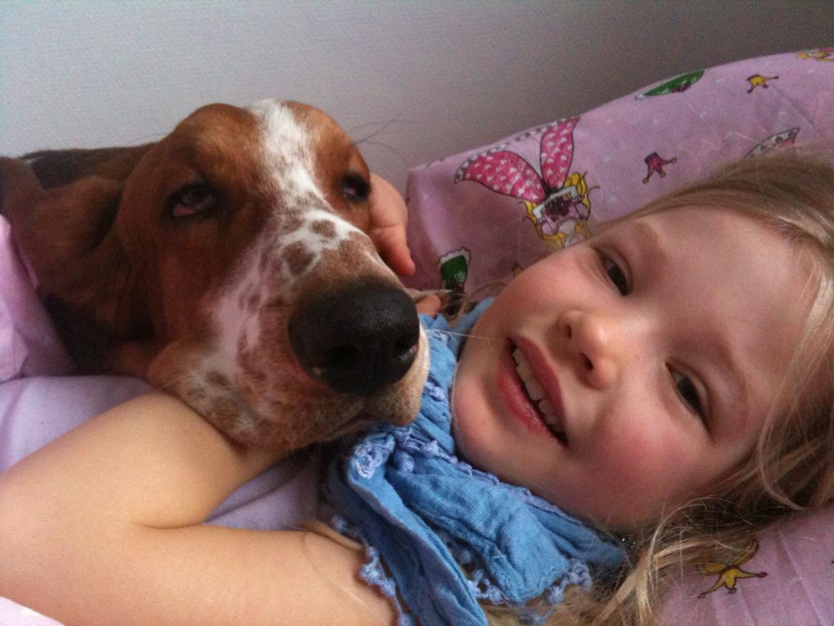 Basset hound Viggo  billede 3