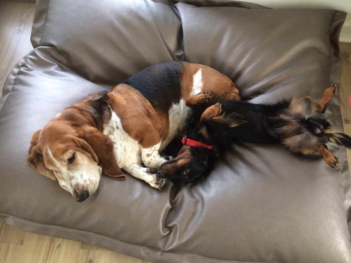 Basset hound Viggo  billede 4