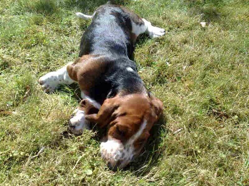 Basset hound Viggo  billede 5