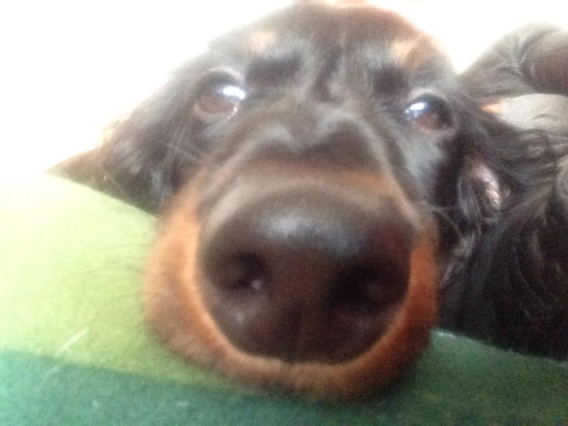 Gravhund Carlo  billede 2