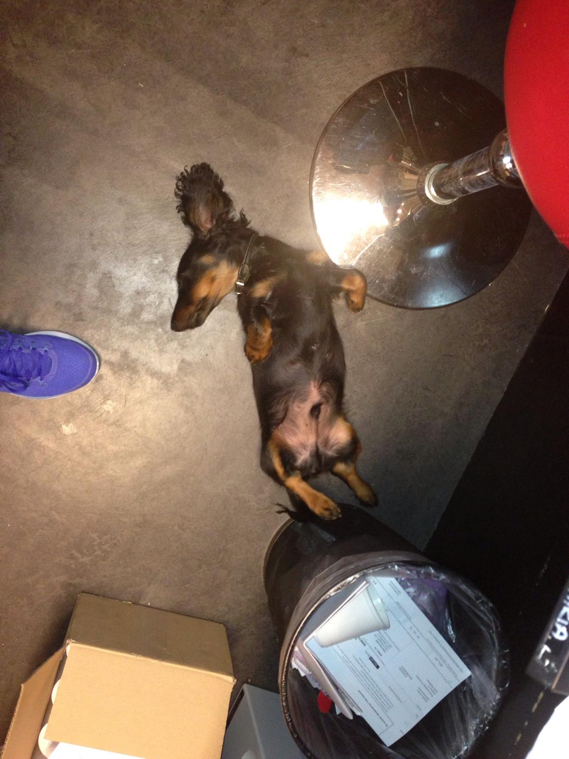 Gravhund Carlo  billede 3