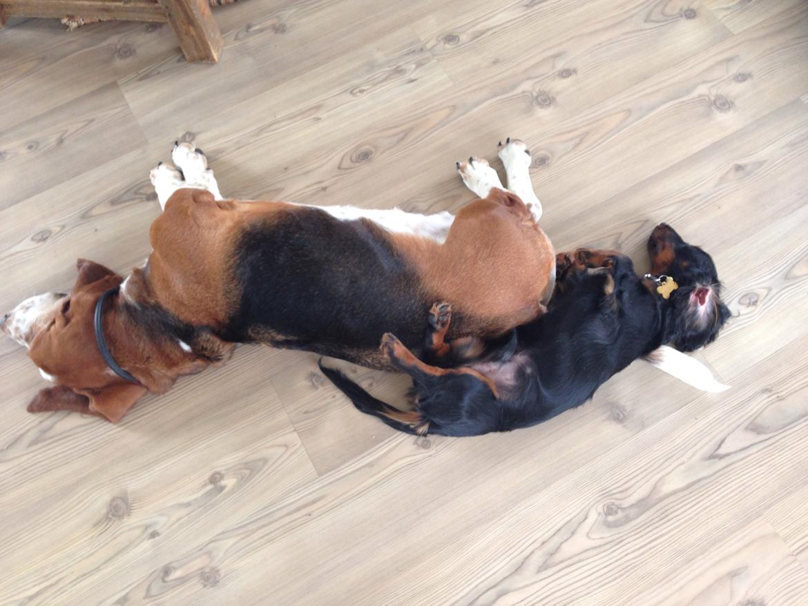 Gravhund Carlo  billede 4