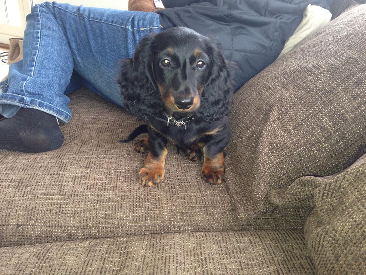 Gravhund Carlo  billede 5