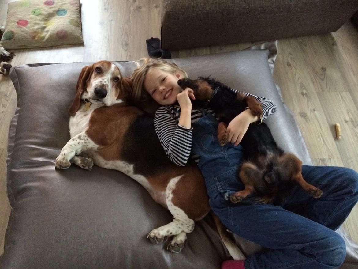 Gravhund Carlo  billede 6