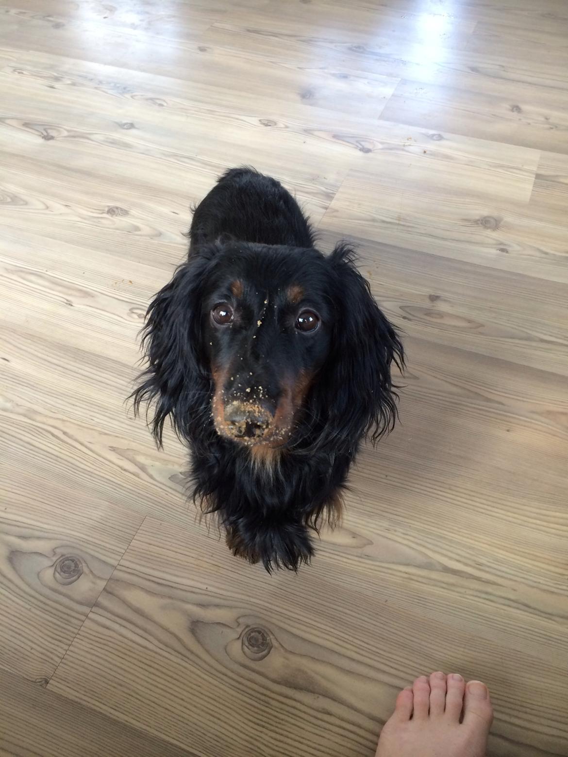 Gravhund Carlo  billede 7