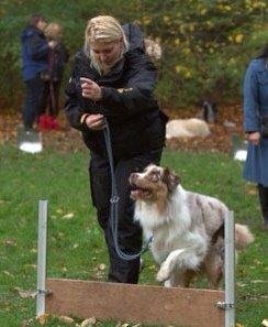 Australian shepherd DeeNovo amazing heart of endurance  billede 10