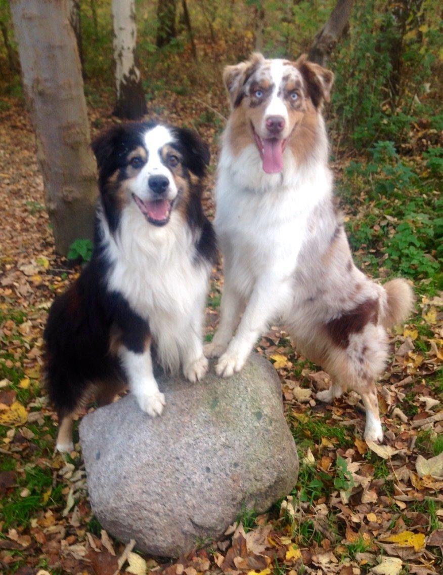 Australian shepherd DeeNovo amazing heart of endurance  billede 11