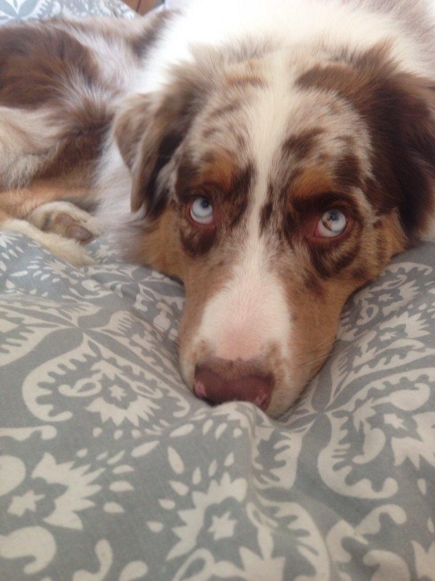 Australian shepherd DeeNovo amazing heart of endurance  billede 13