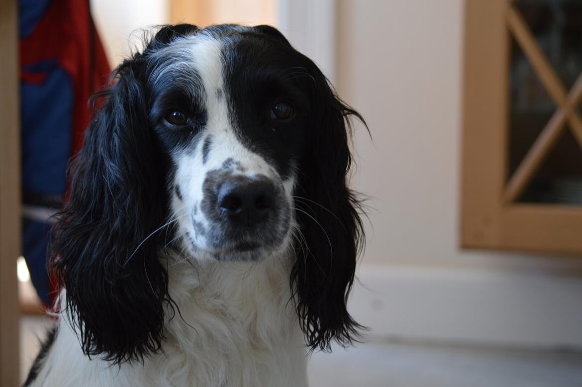 Engelsk springer spaniel Sitto billede 2