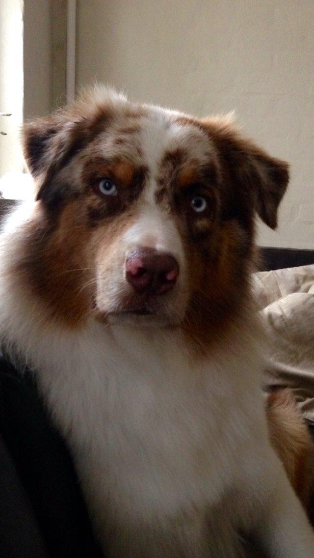 Australian shepherd DeeNovo amazing heart of endurance  billede 15