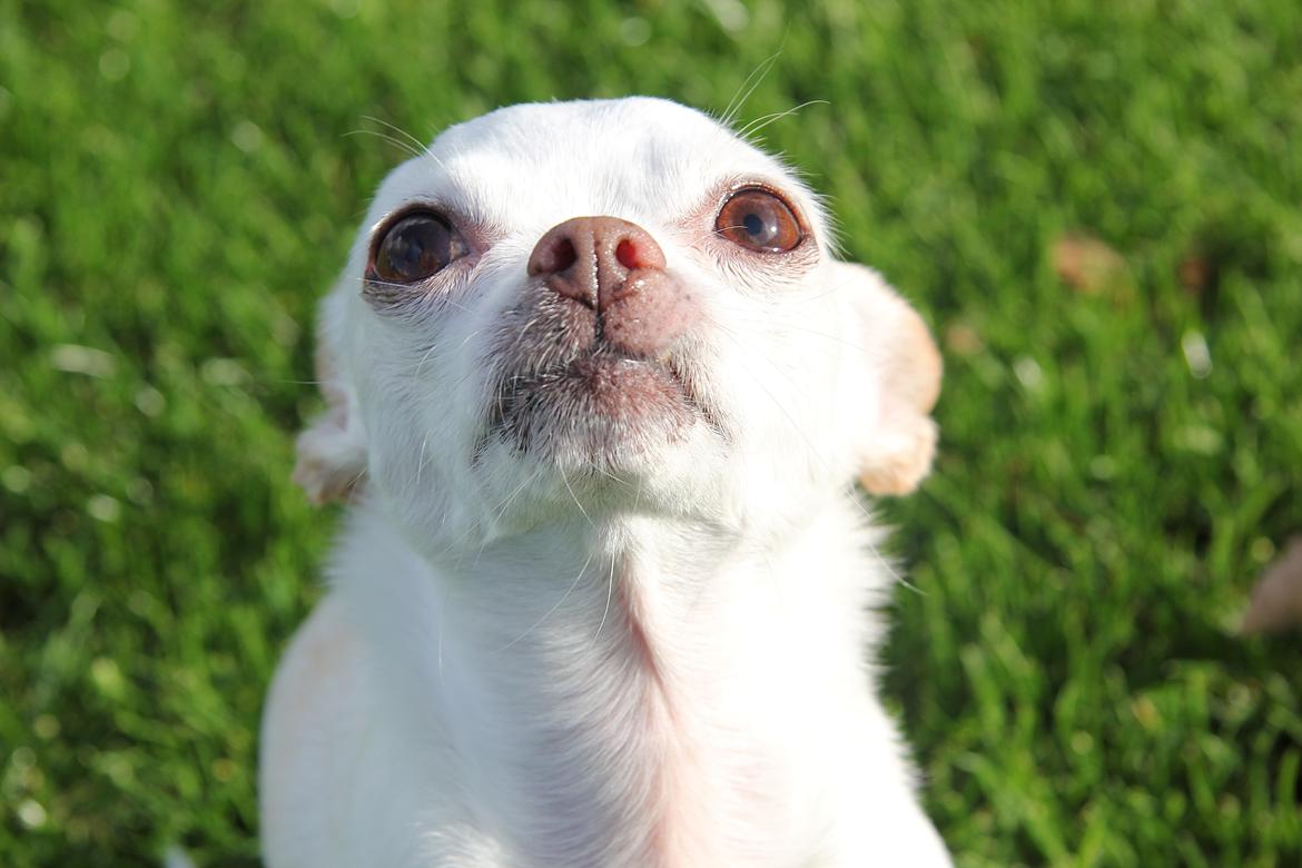 Chihuahua Gizmo billede 1