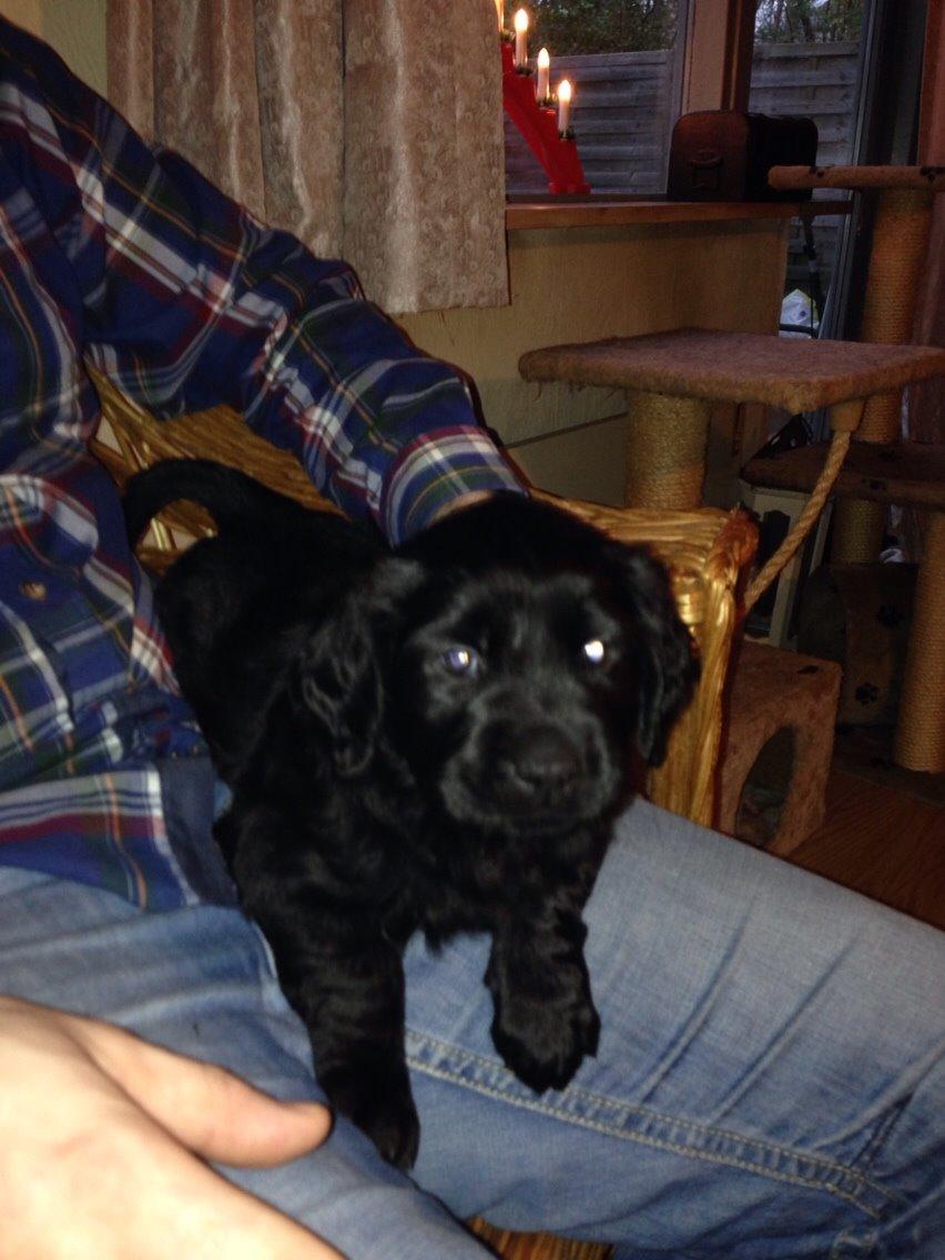 Blanding af racer Bentley billede 1