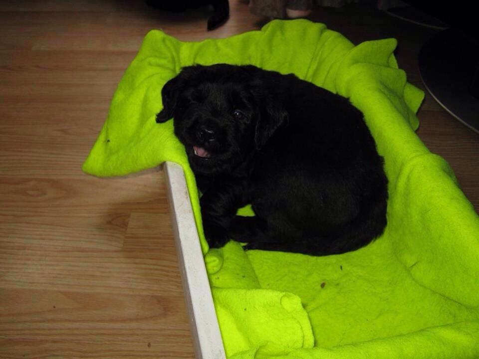 Blanding af racer Bentley billede 2