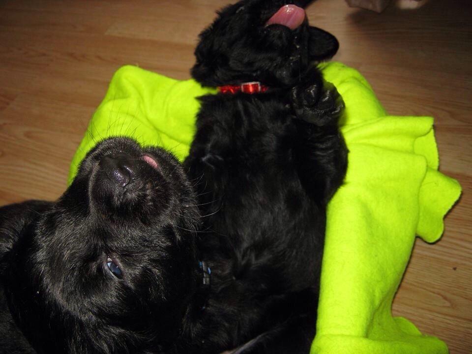 Blanding af racer Bentley billede 3