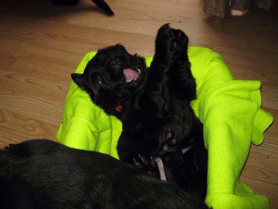 Blanding af racer Bentley billede 4