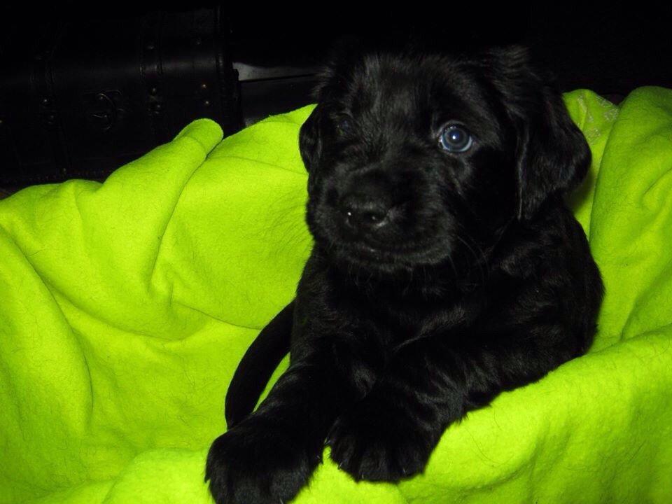 Blanding af racer Bentley billede 5