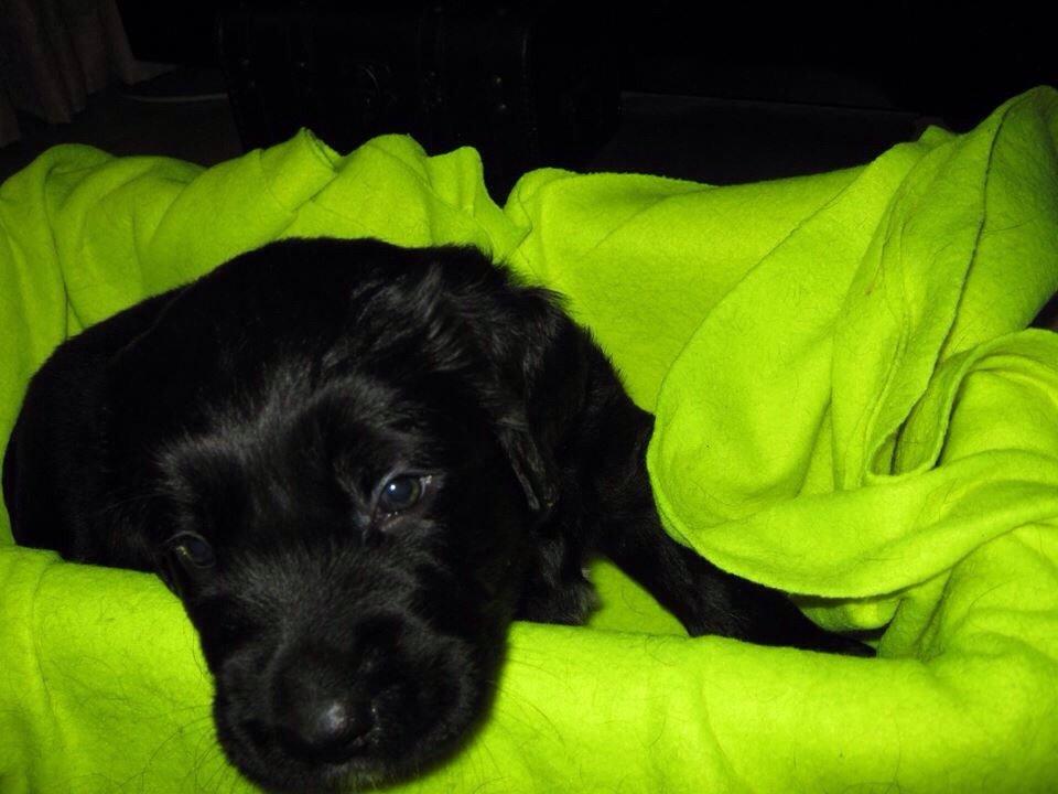 Blanding af racer Bentley billede 6