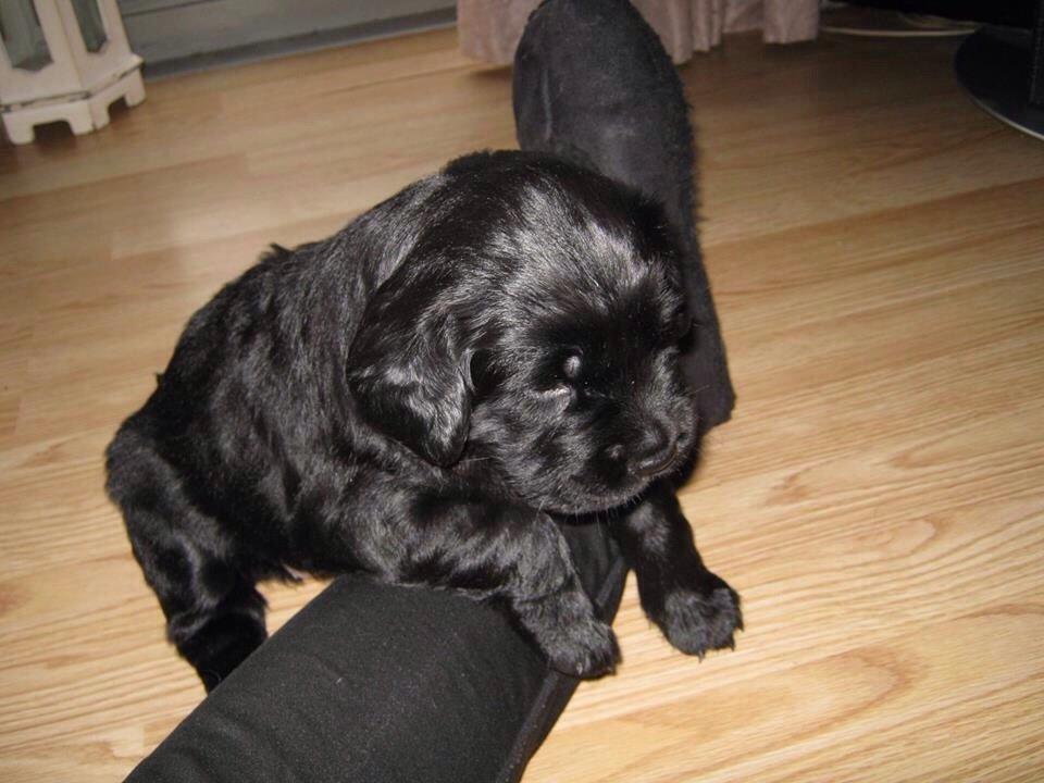 Blanding af racer Bentley billede 7