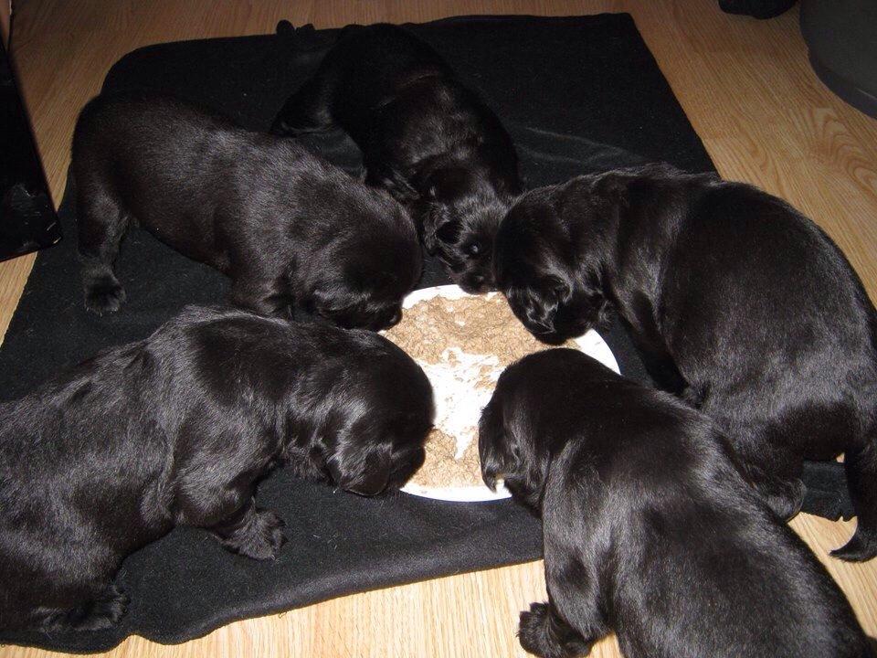 Blanding af racer Bentley billede 8