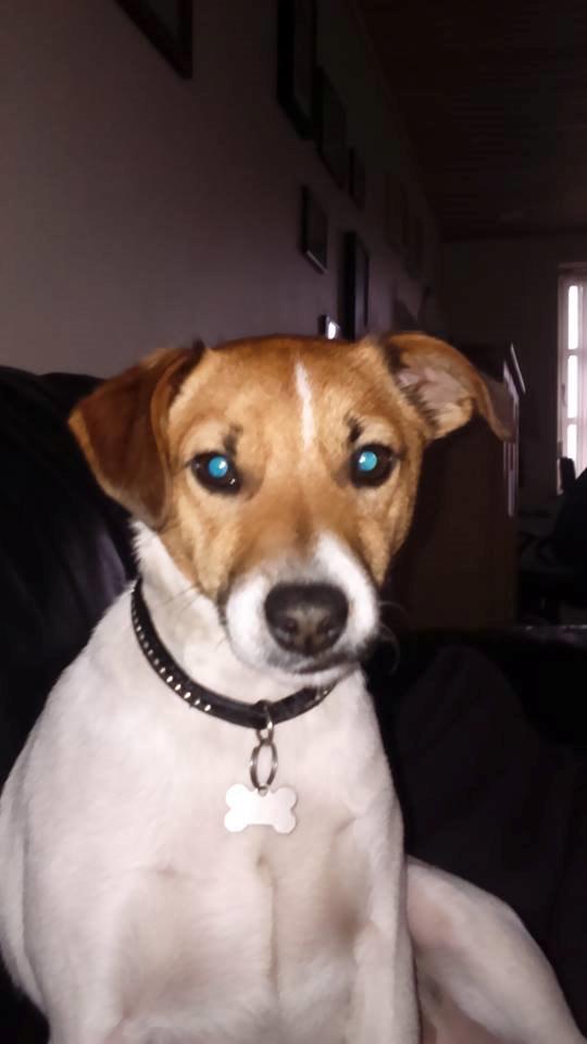 Dansk svensk gaardhund Otto - Otto-sofahund :o) Det har kolde, blæsende regnvejr er ikke noget for Otto- Hellere en sofa med tæppe <3 billede 32