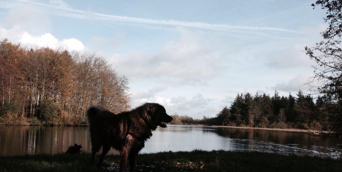 Leonberger Ollie billede 21