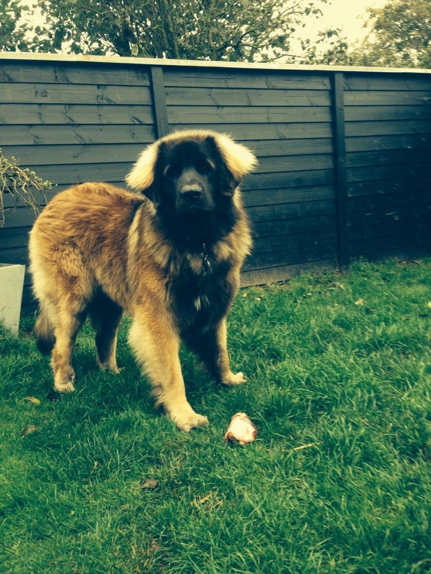 Leonberger Ollie billede 2