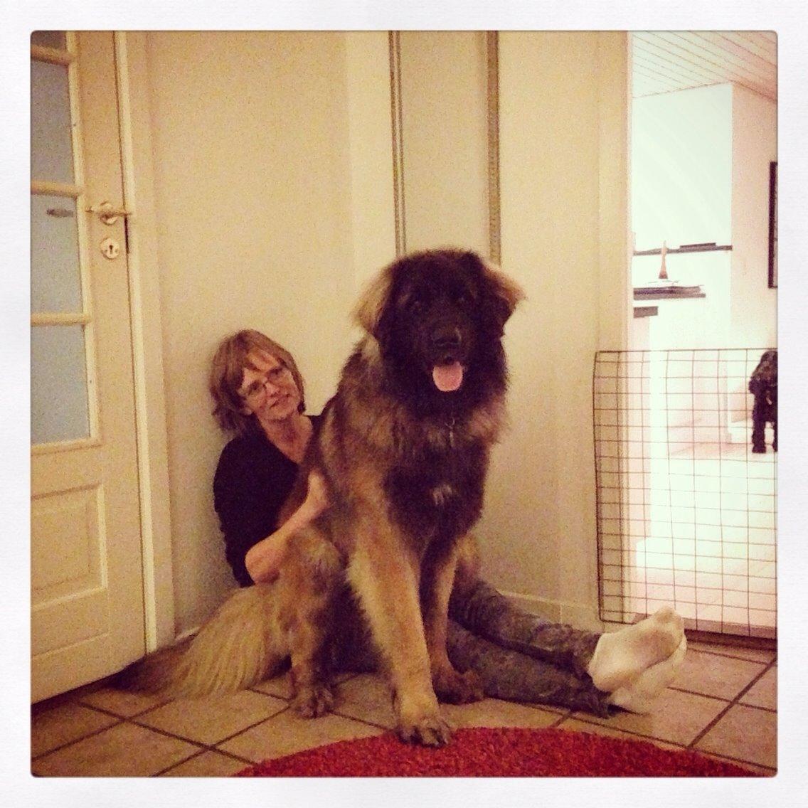 Leonberger Ollie billede 3