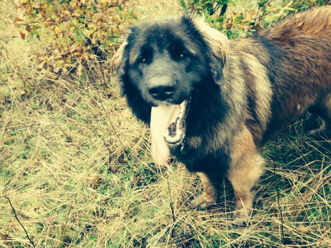 Leonberger Ollie billede 4