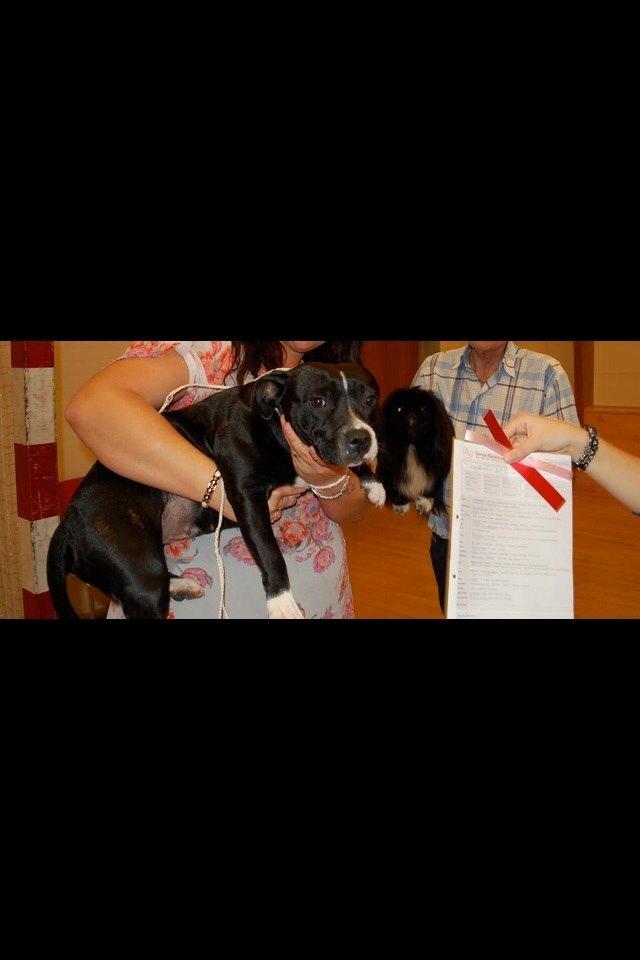 Staffordshire bull terrier Amazing Shark (Berta) billede 26