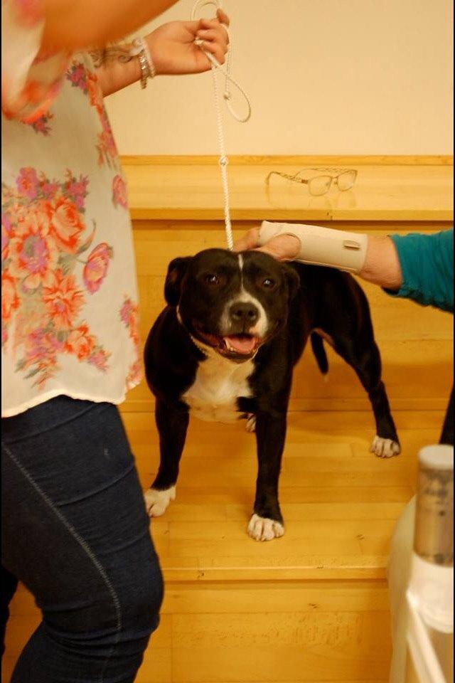 Staffordshire bull terrier Amazing Shark (Berta) billede 25