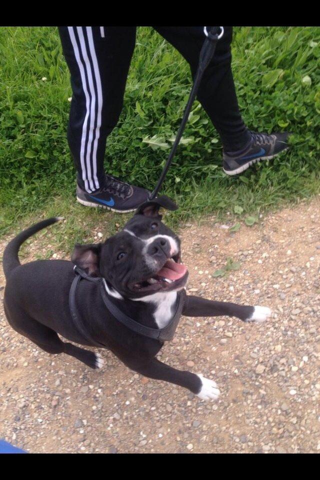 Staffordshire bull terrier Amazing Shark (Berta) billede 28