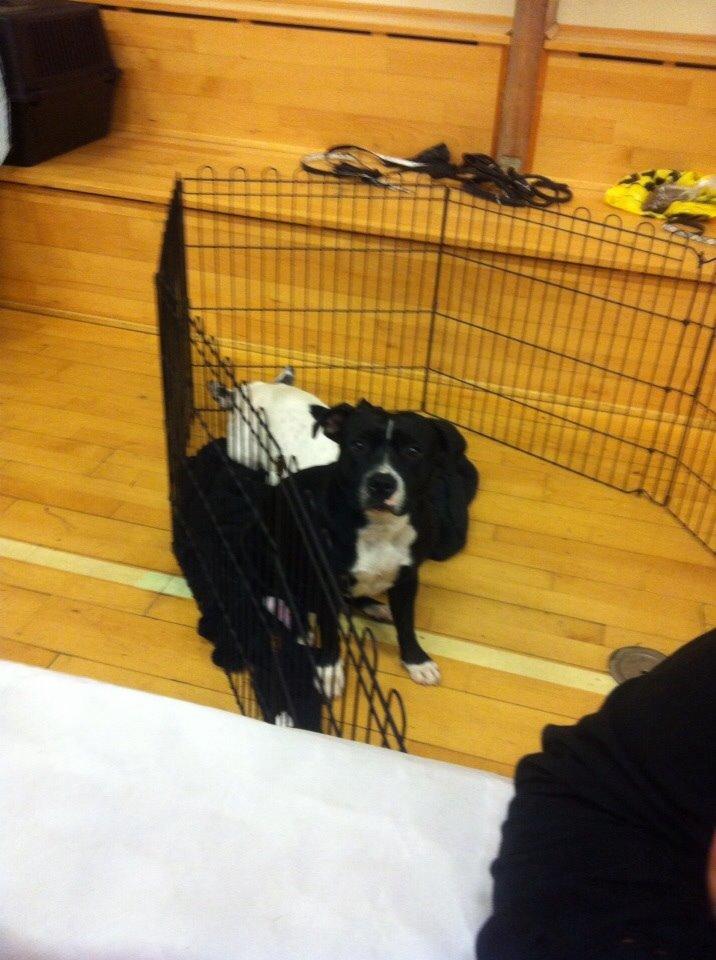 Staffordshire bull terrier Amazing Shark (Berta) billede 27