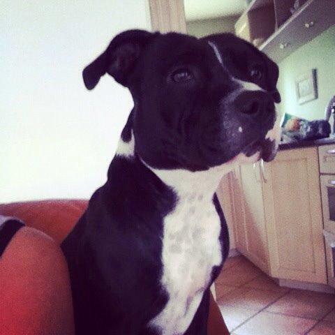 Staffordshire bull terrier Amazing Shark (Berta) billede 29