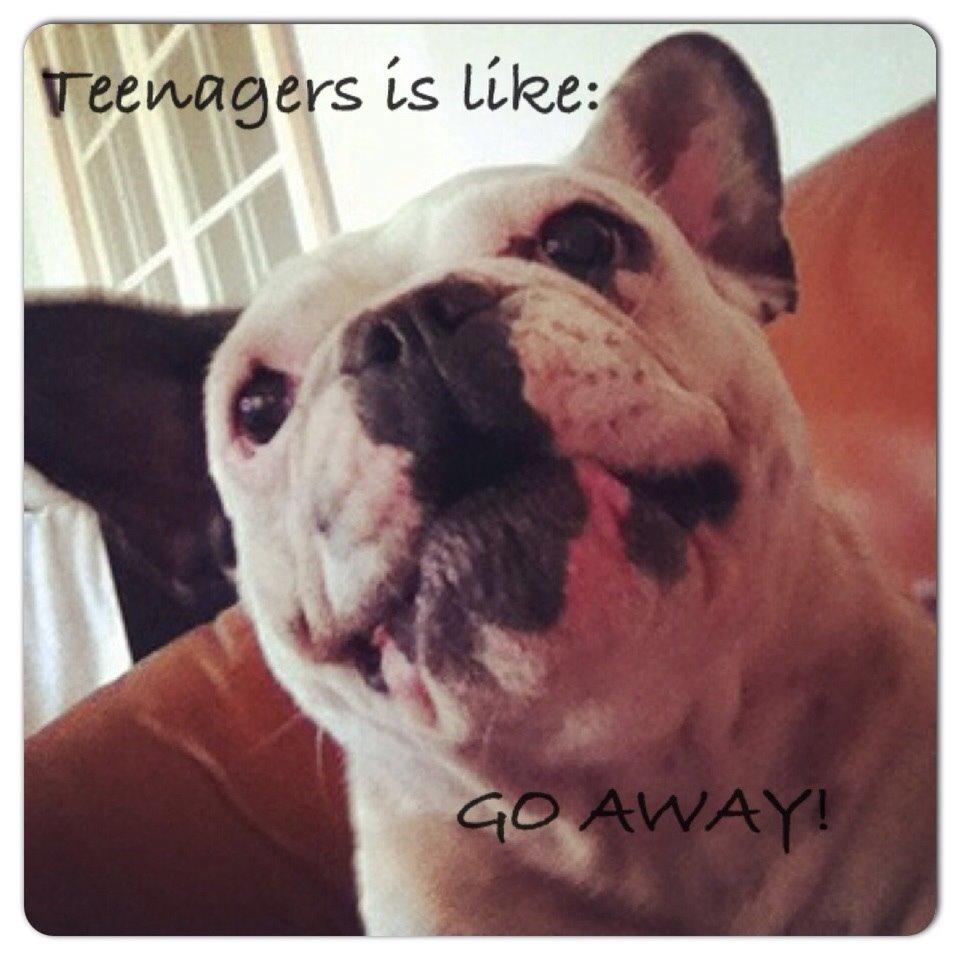 Fransk bulldog Ronja røver'datter billede 17