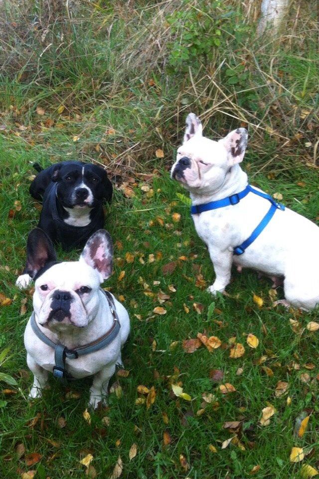 Fransk bulldog Ronja røver'datter billede 16