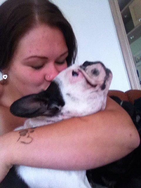 Fransk bulldog Ronja røver'datter billede 19