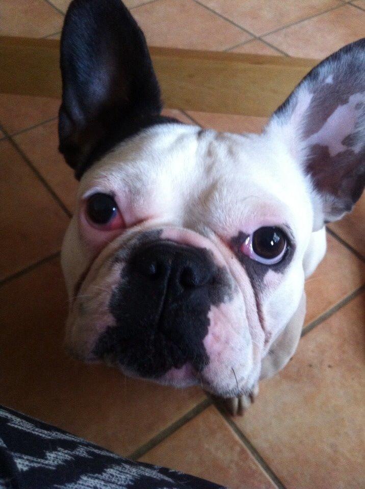 Fransk bulldog Ronja røver'datter billede 18