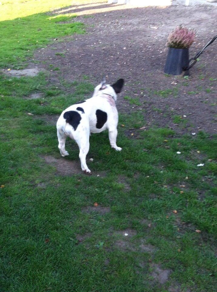 Fransk bulldog Ronja røver'datter billede 20