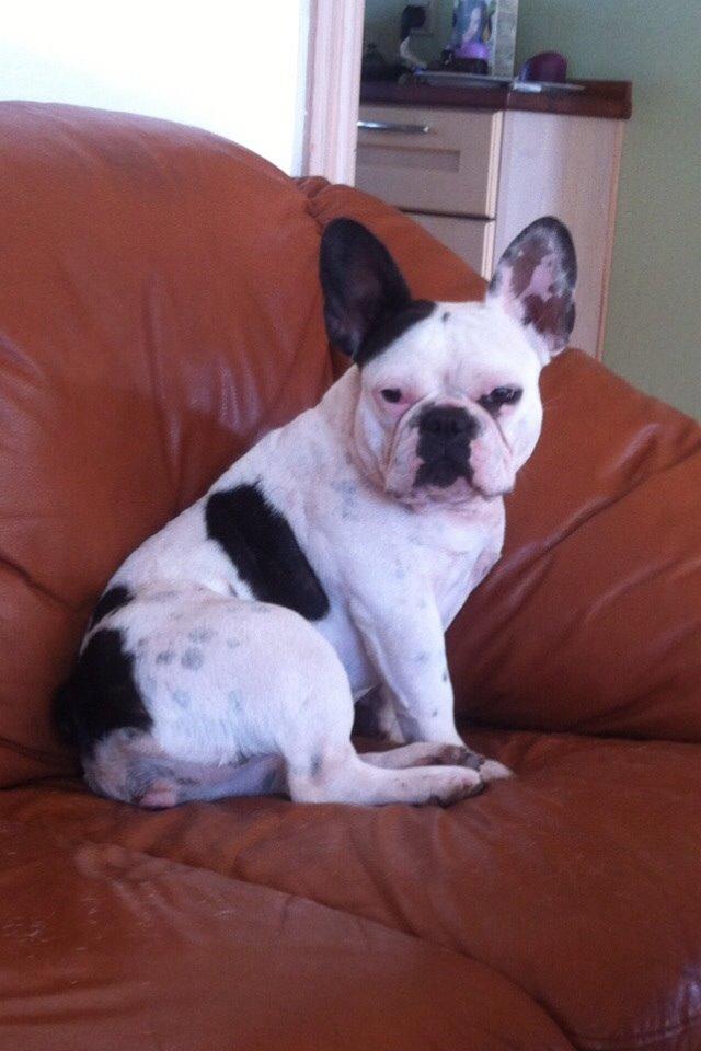 Fransk bulldog Ronja røver'datter billede 21